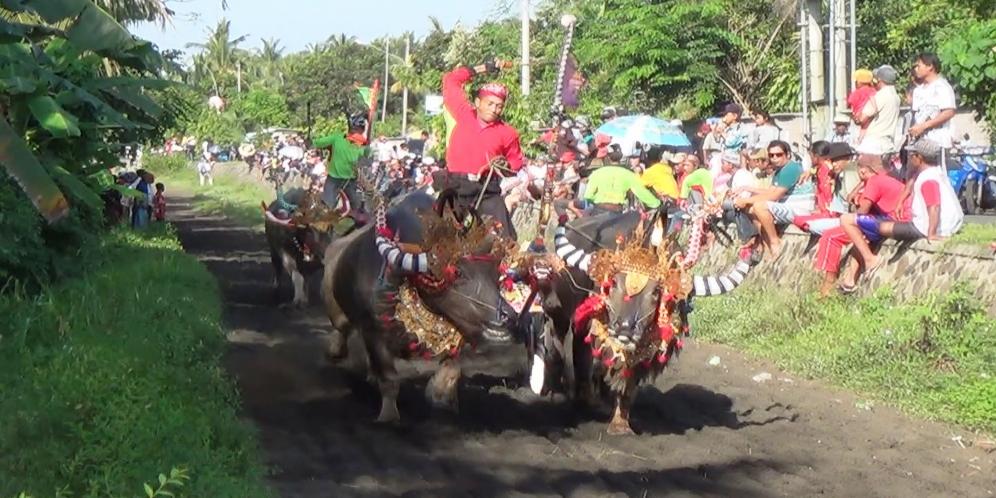 Makepung:Tradisi Adu Kerbau Di Kabupaten Jembrana