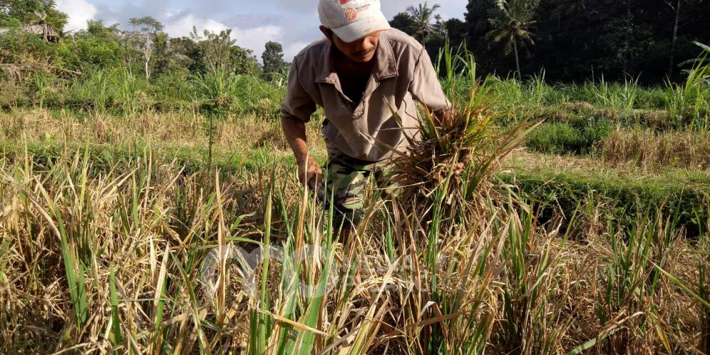 Cuaca Ekstrim, Petani Karangasem Padi Gagal Panen