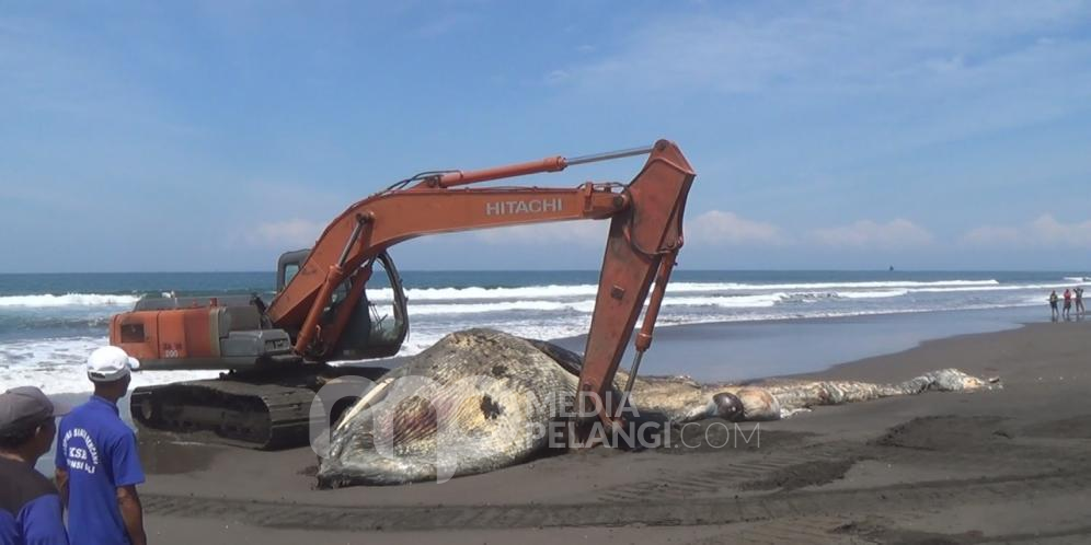 Paus Terdampar di Pantai Yeh Kuning Akhirnya Dikubur dengan Bantuan Alat Berat