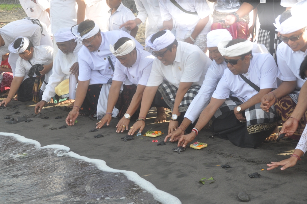 Wakil Bupati Sanjaya Bersama Ribuan Siswa Ikut Melukat Massal Banyupinaruh dan Lepas Tukik di Pantai Yeh Gangga