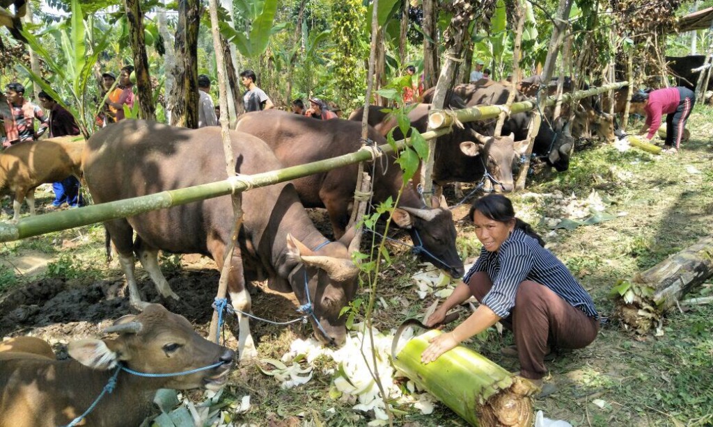 Warga Pengungsian Jual Ternaknya di Bawah Harga Pasaran