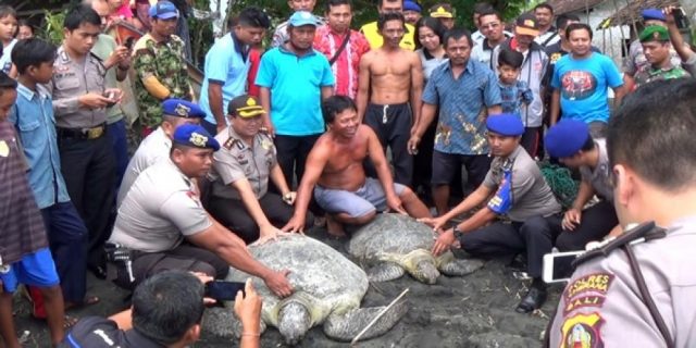 Kapolres Jembrana Lepas Dua Penyu Hijau Raksasa