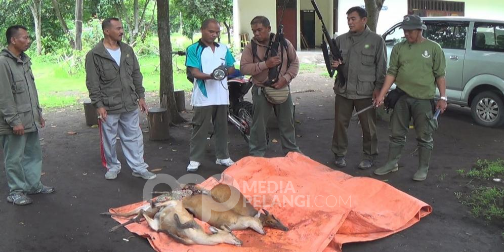 Marak Pemburuan Liar Petugas TNBB Berhasil Mengamankan Empat Ekor Kijang