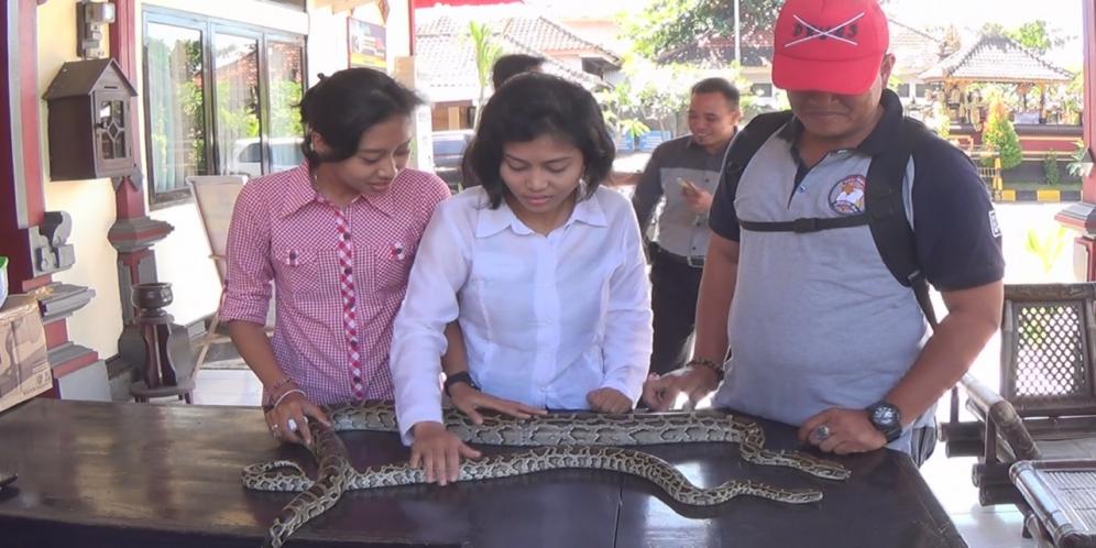 Pemuda Selundupkan Dua Ular Phiton Yang Dilindungi Pemerintah Dari Jawa Ke Bali