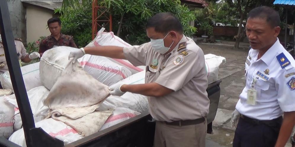 Penyelundupan Satu Ton Kulit Babi Hutan-Digagalkan Polsek KP3 Gilimanuk