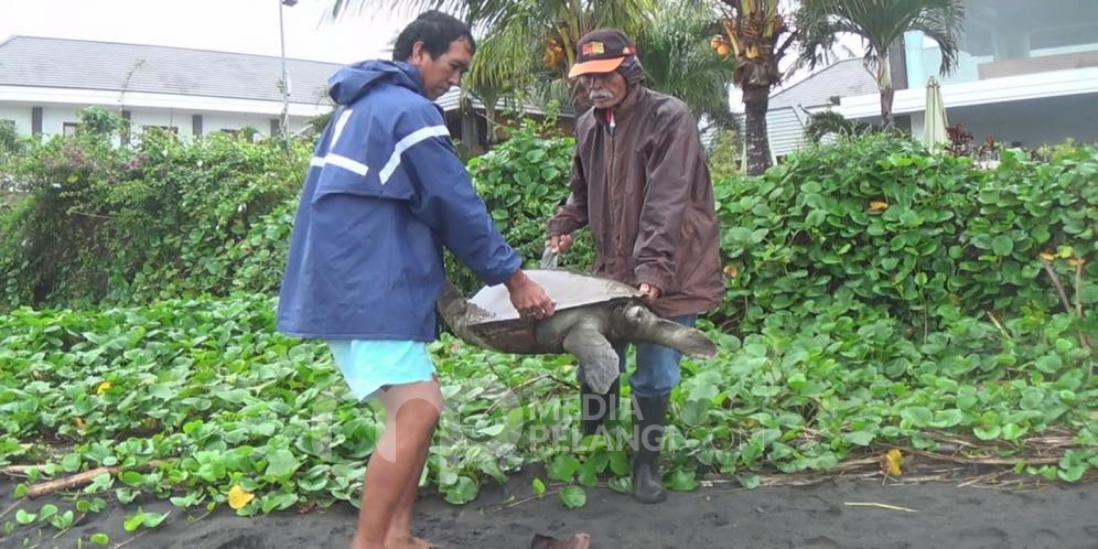 Penyu Lekang Terdampar Di Pesisir Pantai Perancak