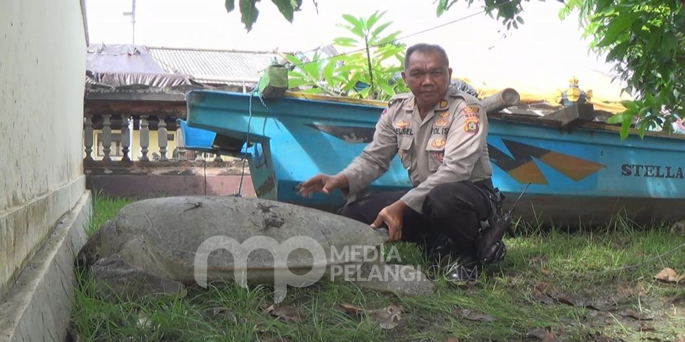 Sat Pol Air Polres Jembrana Amankan Dua Ekor Penyu Hijau