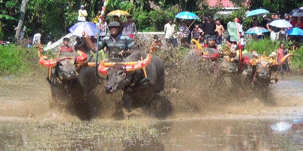 Tradisi Mekepung lampit,Lantaran sukacita warga saat membajak di sawah