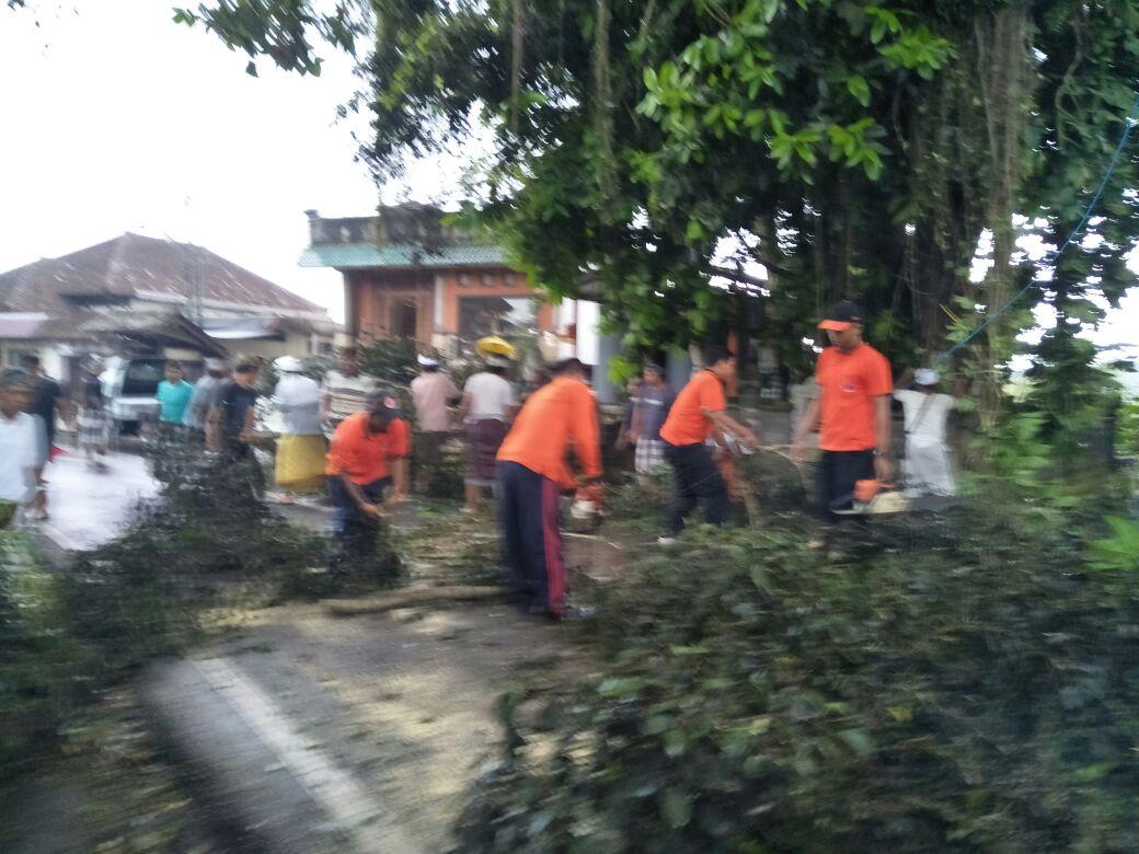 Musim Hujan, Di Tegallalang Petugas Antisipasi Pohon Tumbang