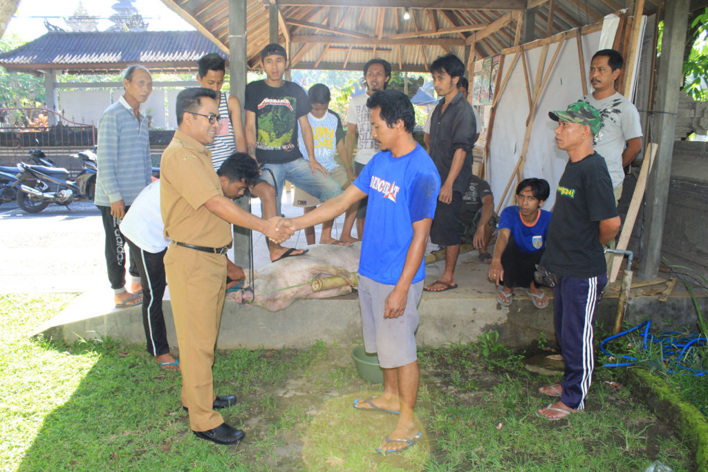 Semeton Pengungsi Karangasem di Desa Kukuh Terima Bantuan Babi