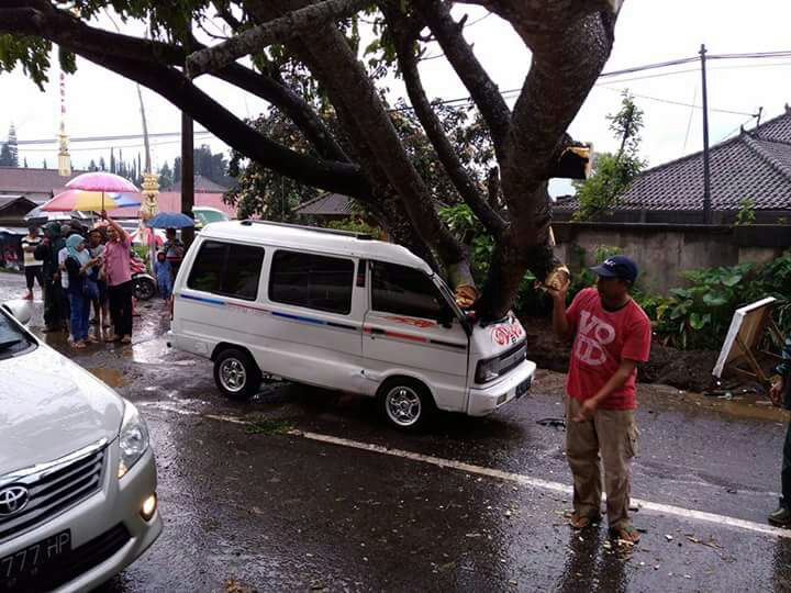 Pohon Tumbang Timpa Mobil, Jalur Bedugul Macet