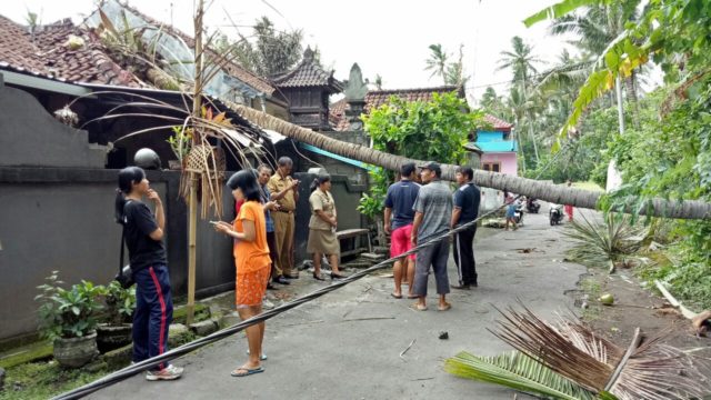 Angin Kencang,Pohon Kelapa Tumbang Timpa Rumah Warga