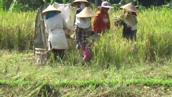 Curah Hujan Tinggi Petani Gianyar Panen Memilih Lebih Awal