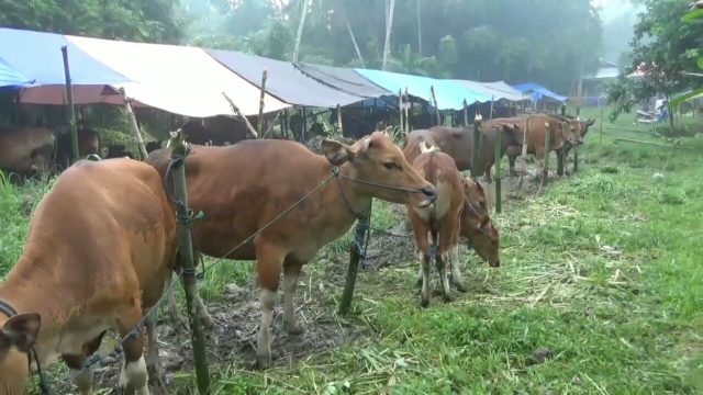 Ratusan Ternak Milik Pengungsi Terancam Kekurangan Pakan