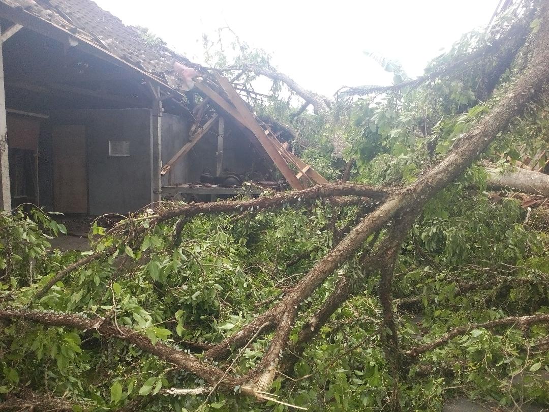 Pohon Beringin Tumbang, Timpa Bangunan Pewaregan Pura