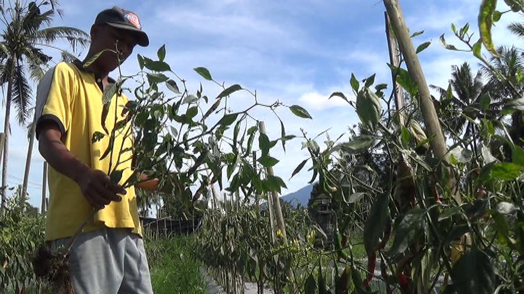 Terdampak Abu Vulkanik, Petani Cabai di Tembuku Panen Lebih Awal