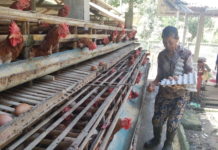Harga Telur Ayam di Bangli Merangkak Naik Jelang Akhir Tahun
