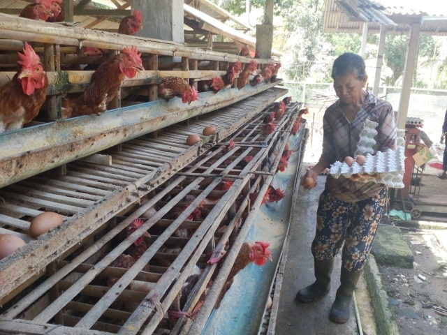 Harga Telur Ayam di Bangli Merangkak Naik Jelang Akhir Tahun