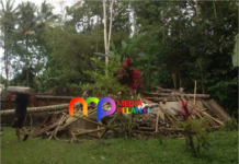 Pohon Kelapa Tumbang Timpa Balai Gong di Kubu