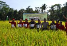 Panen Perdana Padi Hibrida Brang Biji di Subak Belong