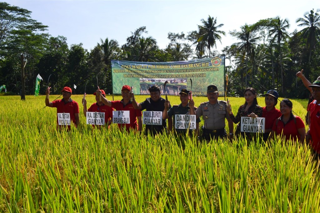 Panen Perdana Padi Hibrida Brang Biji di Subak Belong