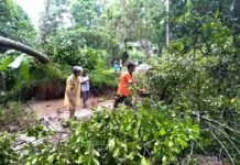 Hujan Deras, Pohon Tumbang dan Longsor di Tegallalang