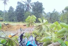 Pohon Jati Tumbang di Penebel Timpa Pemotor