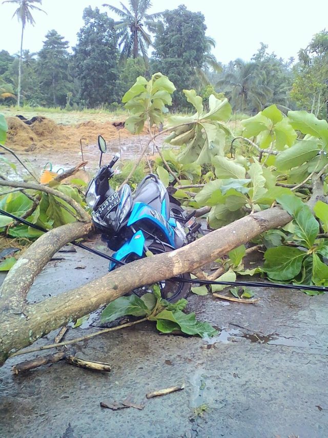 Pohon Jati Tumbang di Penebel Timpa Pemotor