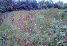 Pemasaran Lancar, Mencari Uang Tambahan Dari Menjual Bunga Pacar