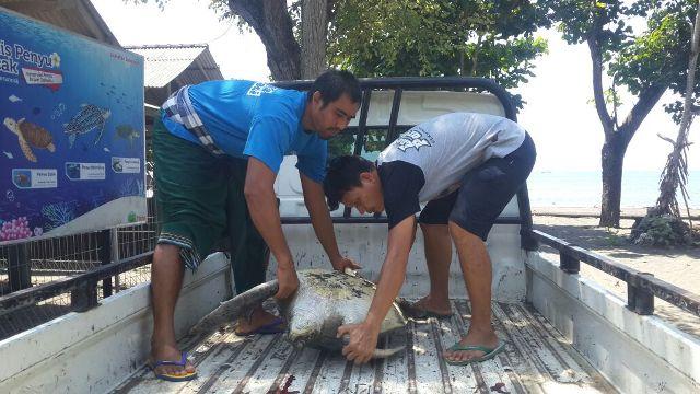 Penyu Hijau Langka Tersangkut Jaring Pakis di Air Kuning