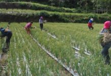 Bahan Kimia Mengancam Tanaman Petani di Bangli