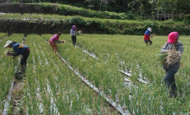 Bahan Kimia Mengancam Tanaman Petani di Bangli