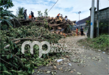 Pohon Tumbang Timpa Rumah dan Jaringan PLN di Kutri