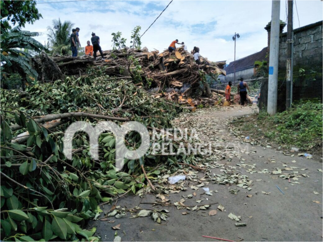 Pohon Tumbang Timpa Rumah dan Jaringan PLN di Kutri