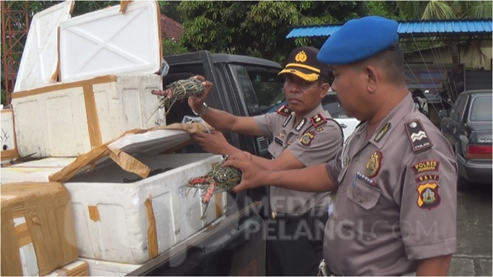 Polisi Gagalkan Upaya Penyelundupan Lobster Tanpa Dokumen