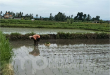 Sistim Air Bergilir Hambat Cocok Tanam Padi