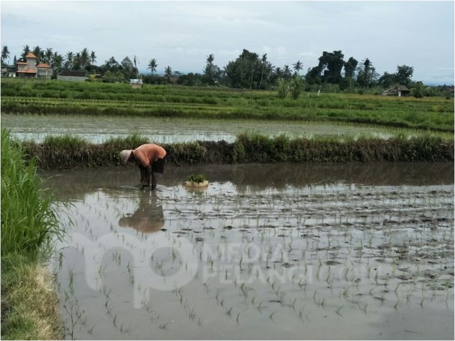 Sistim Air Bergilir Hambat Cocok Tanam Padi