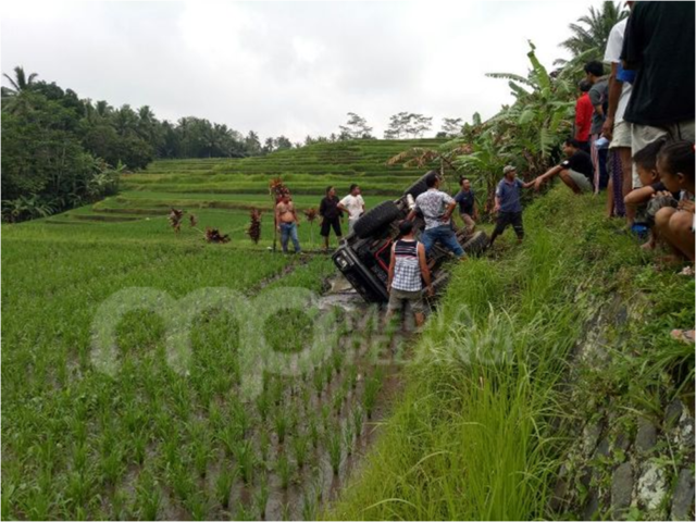 Feroza Terjungkal Kepematang Sawah