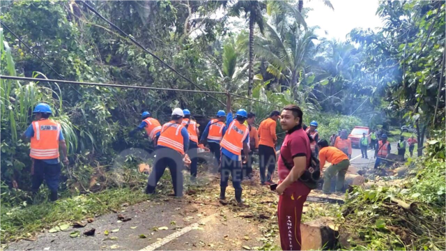 Jaringan Listrik PLN Tertimpa Pohon Tumbang di Tampaksiring