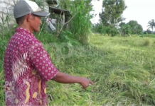 Angin Kencang Sapu Ratusan Hektare Tanaman Padi