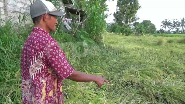 Angin Kencang Sapu Ratusan Hektare Tanaman Padi