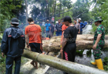 Dua Pohon Tumbang, Timpa Jaringan Listrik