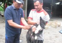 Di Bangli Kasus Positif Rabies HPR Menurun