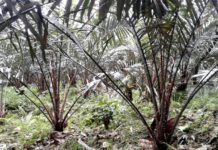 Salak Madu, Si Manis Dari Biyahan