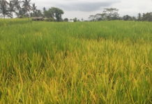 Walang Sangit Serang Tanaman Padi di Bangli