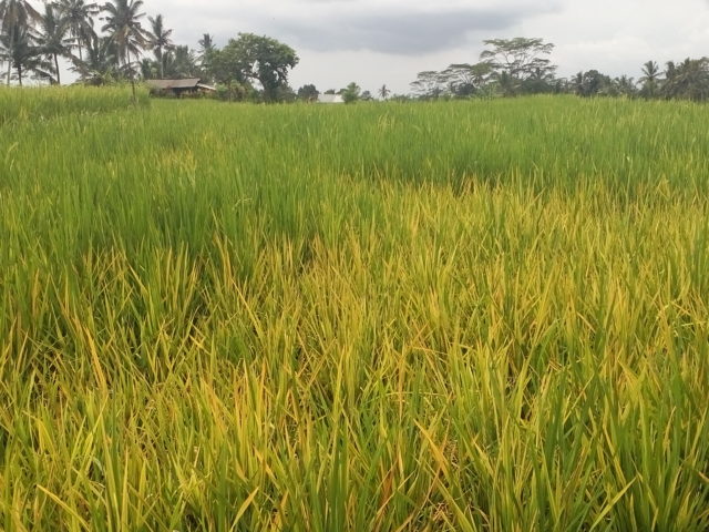 Walang Sangit Serang Tanaman Padi di Bangli