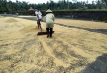 Cuaca Ekstrem Gabah Susah Kering, Kualitas Bisa Turun