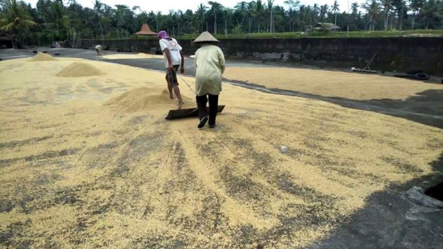 Cuaca Ekstrem Gabah Susah Kering, Kualitas Bisa Turun