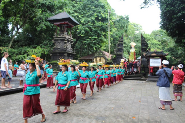 Ritual Tumpek Kandang, Monyet di Alas Kedaton Berebut Buah Gebogan