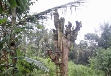 Tragis, Dewa Dudit Tewas Tertimpa Pohon yang Ditebang